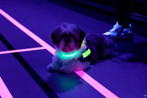 2024-03-21 Blacklight Badminton
